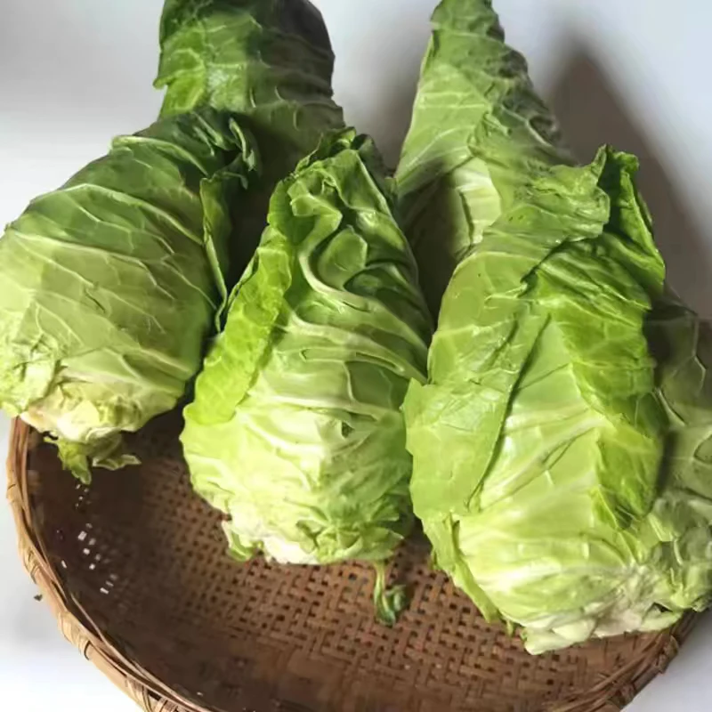 贵州农家露天种植新牛心包菜