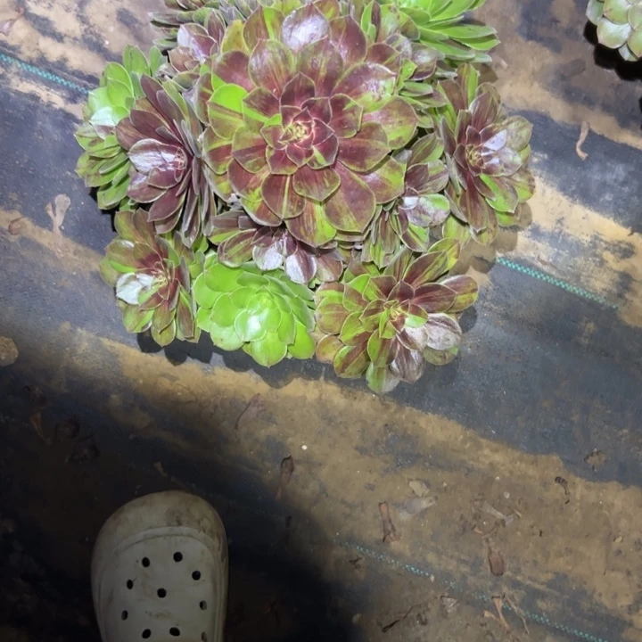 一物一拍法师链接87
