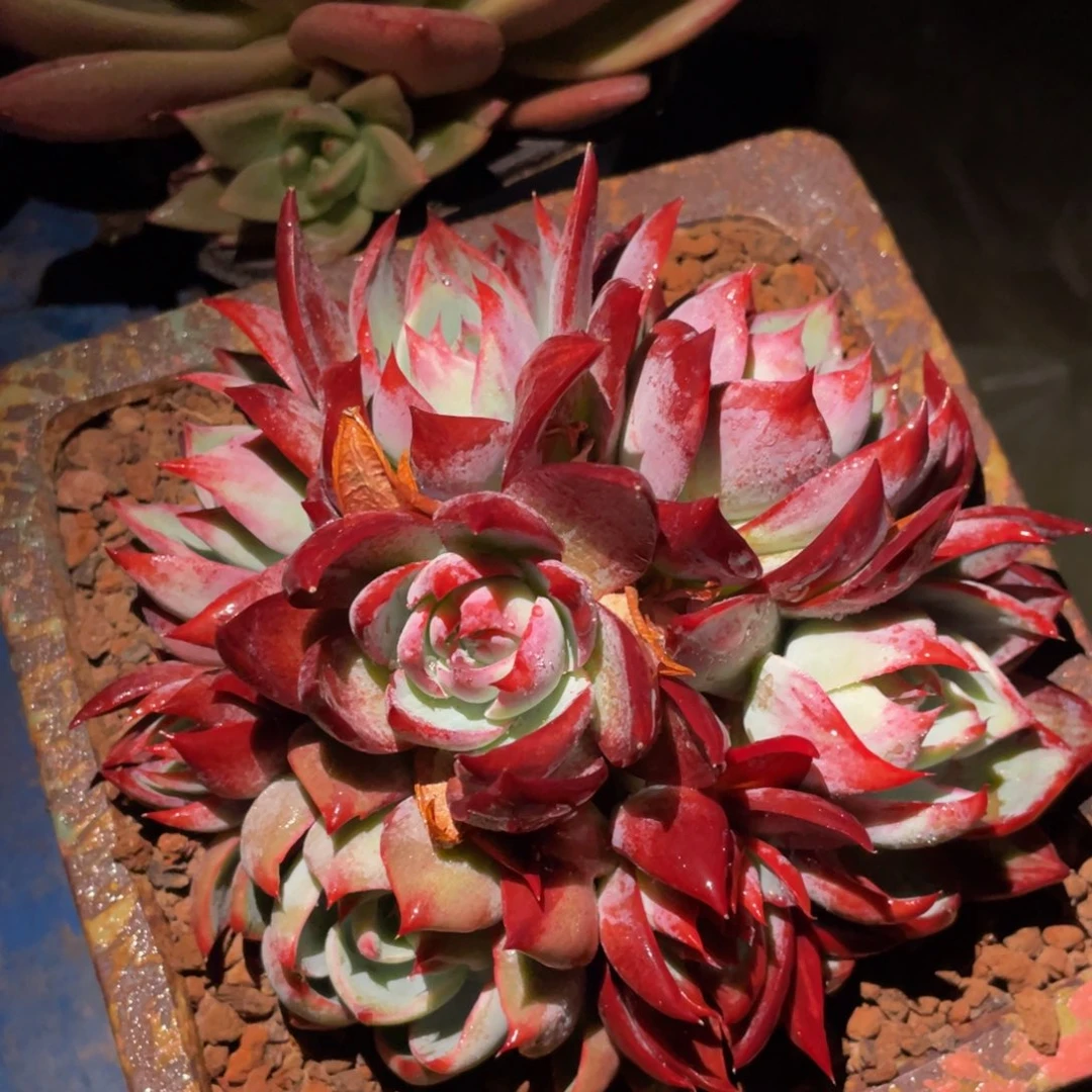 多肉植物盆栽多肉