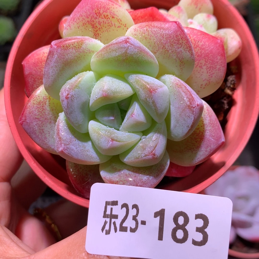 乐然23-183 冰玉群