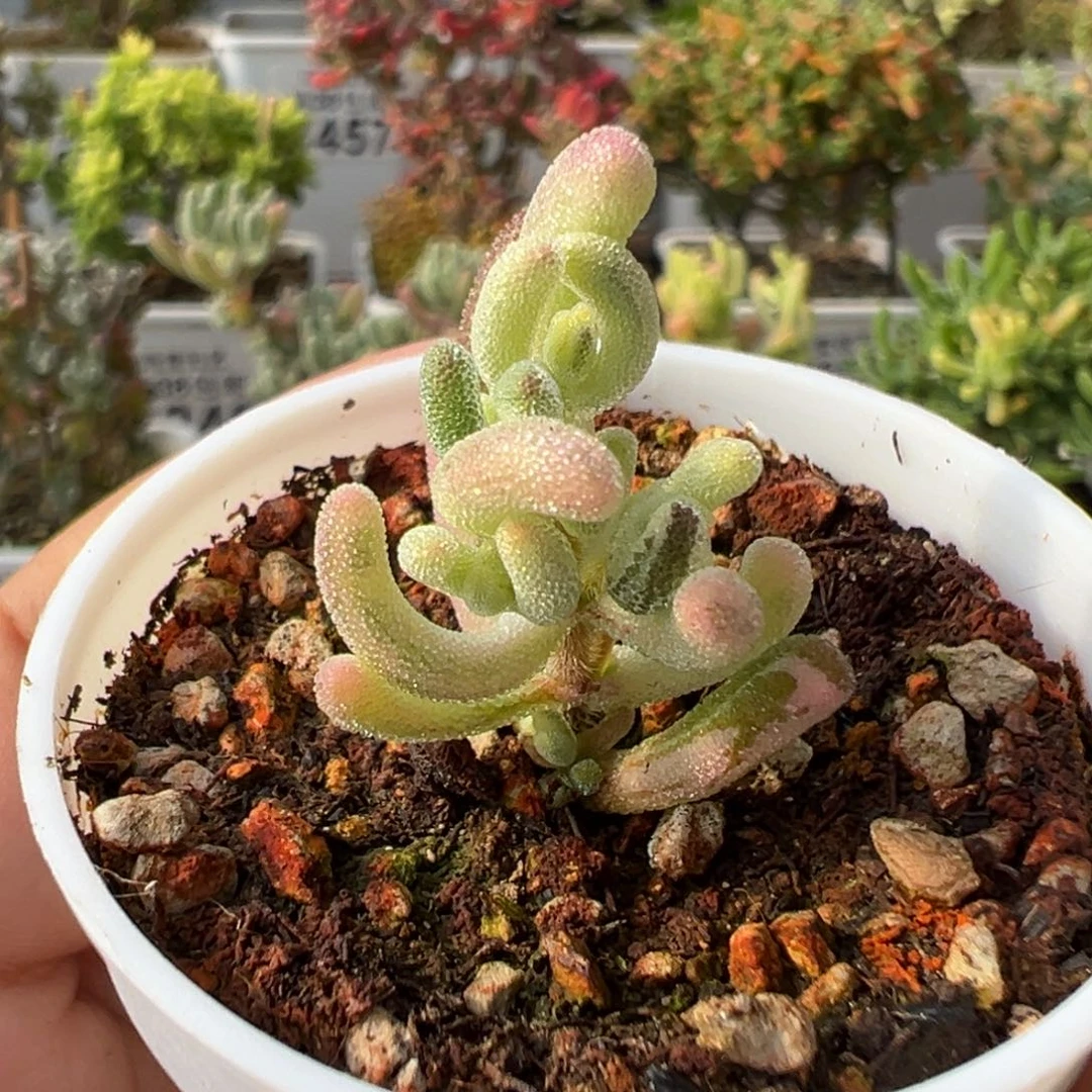 18-574枝干番杏多肉紫闪光拉丝锦五圆盆