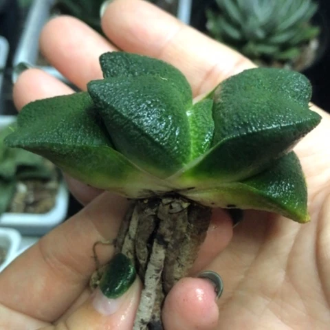 军配蜗牛哈哈哈哈哈哈