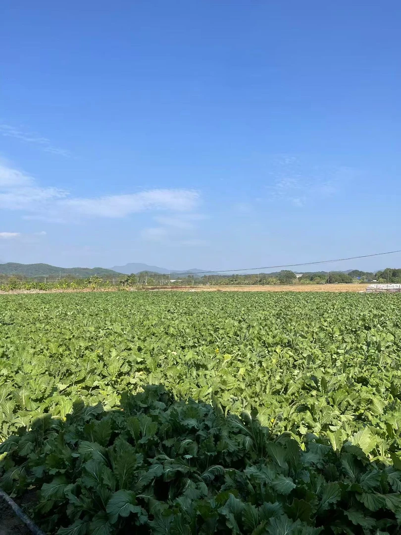 精品装增城迟菜心40~45cm