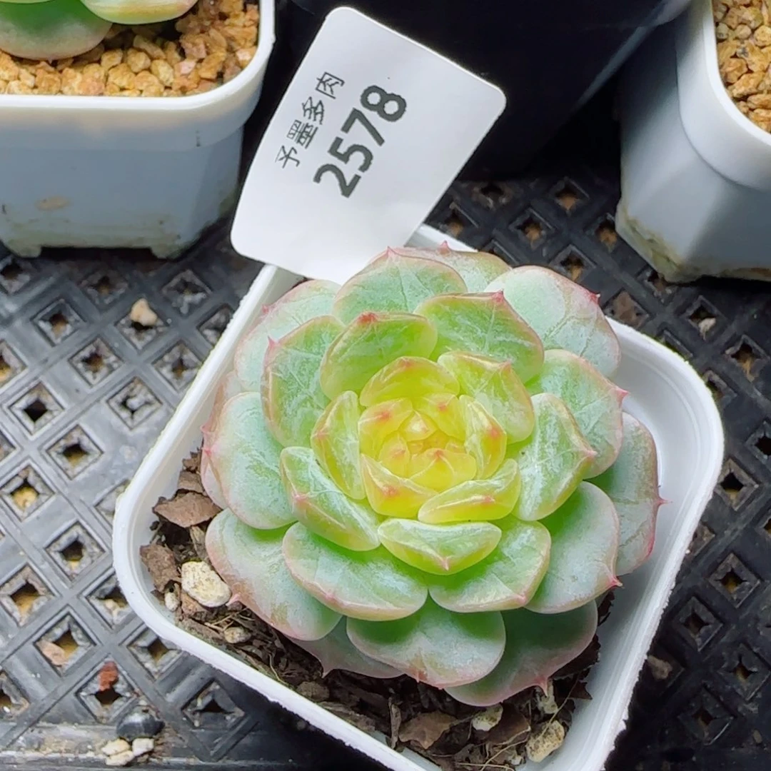 金盏，2578多肉植物