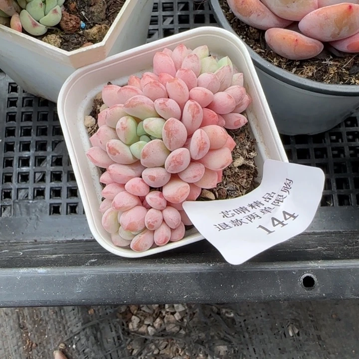 闪购精品多肉144号