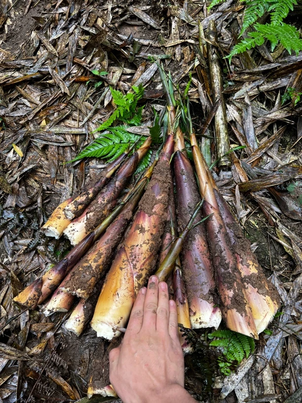 正宗高山苦笋（无虫）刚生头道