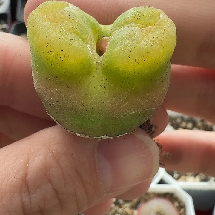 老马生石花蟠桃1825
