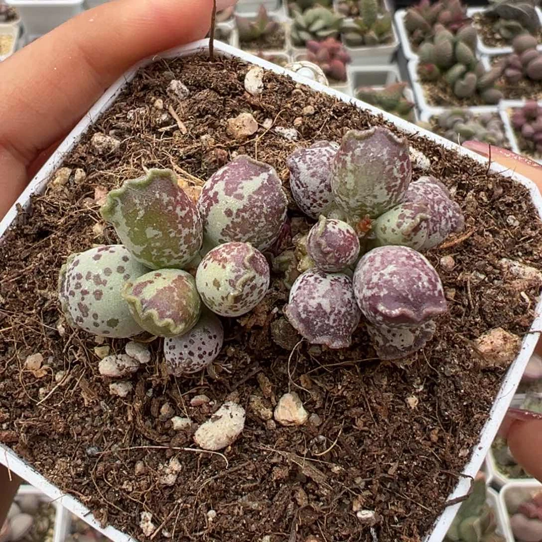 阴阳头达摩海豹多肉植物