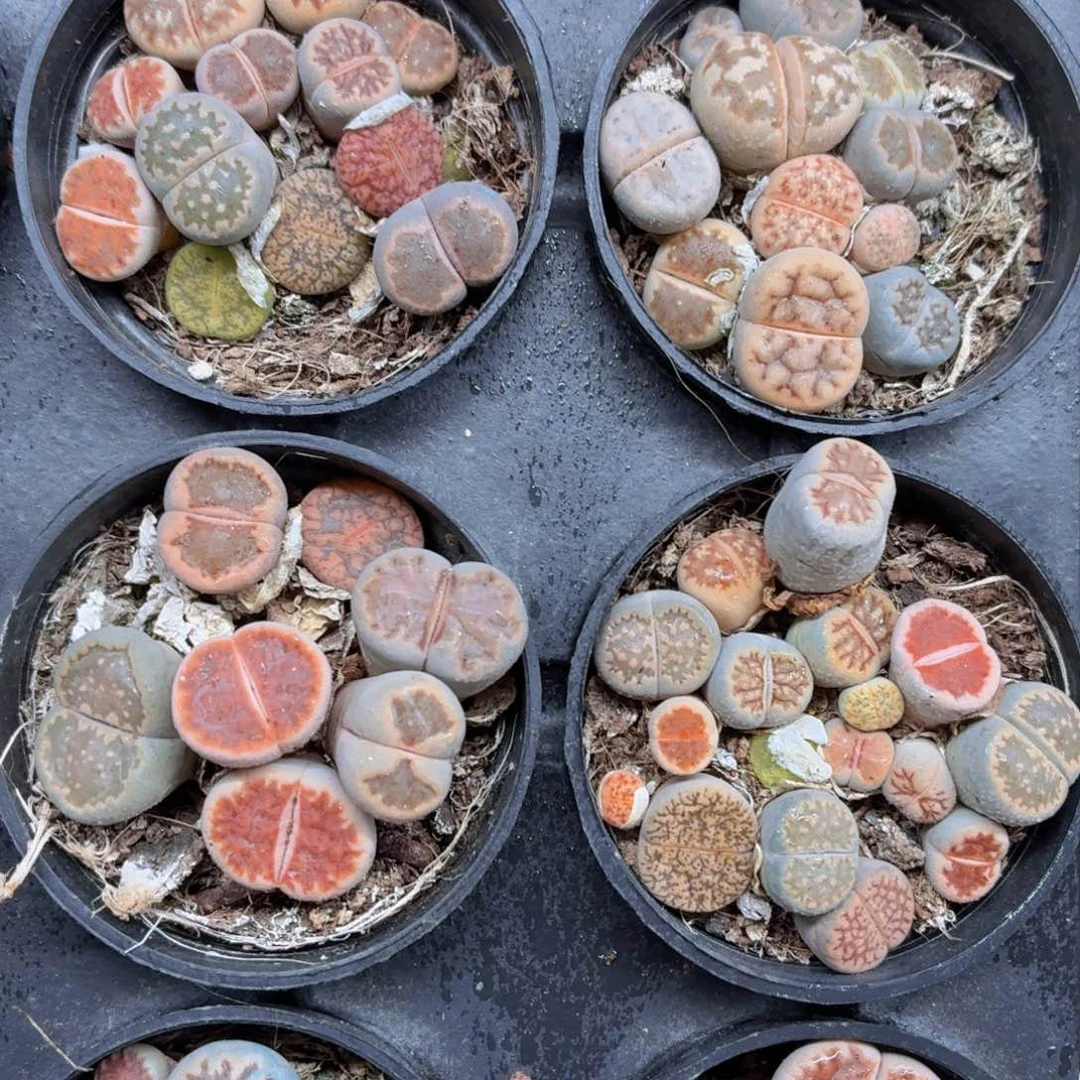 生石花多肉9.9包邮发货
