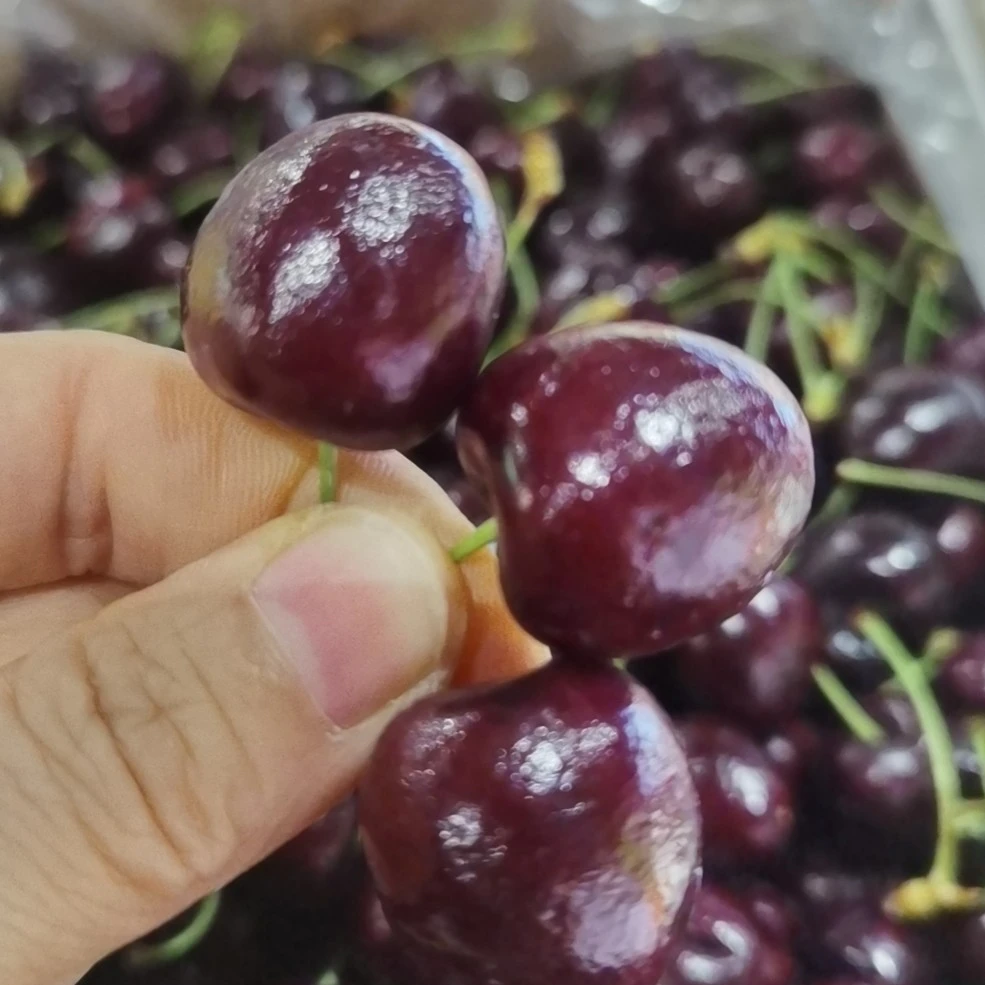 车厘子LD，5斤（普通盒装）