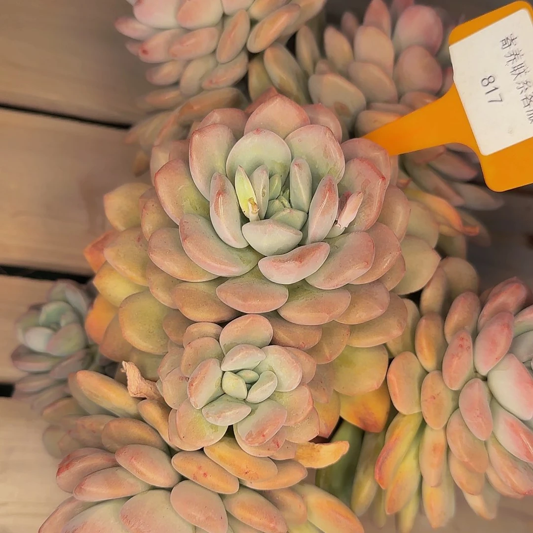 郭*不哈怕他啦爸爸啊