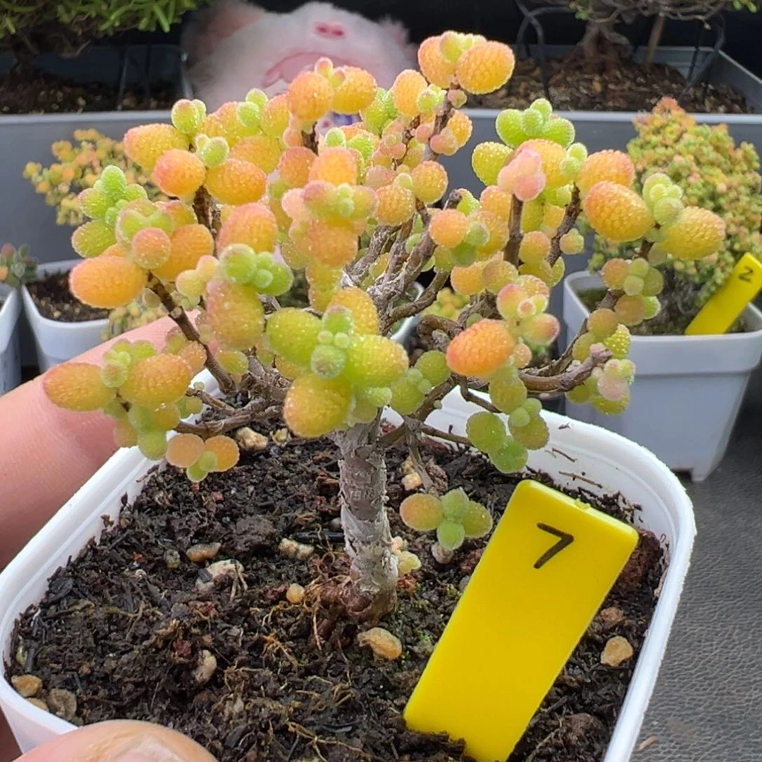 金桔棒棒糖7号6.5cm盆