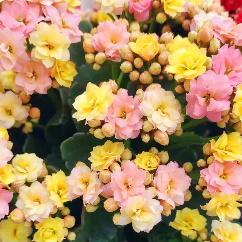 变色龙长寿花带花苞