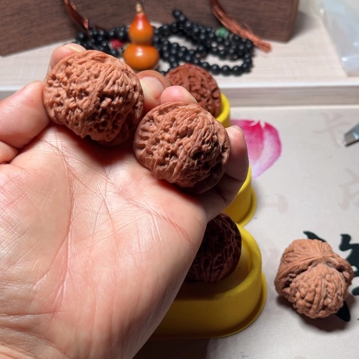 R***r白狮子白狮子白狮子