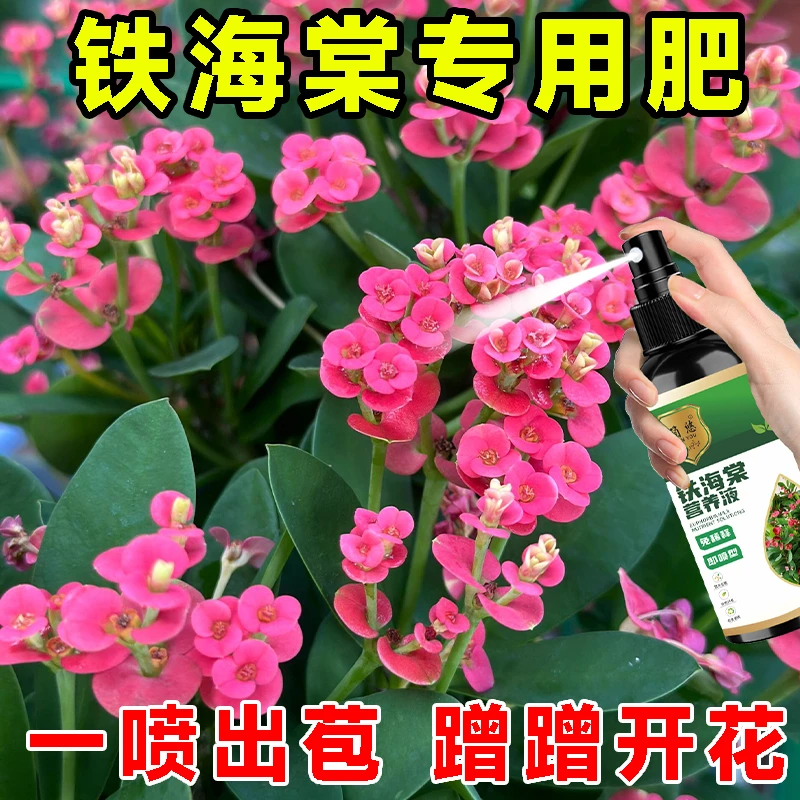 铁海棠专用营养液预防黄叶枯萎绿叶促开花免稀释家用铁海棠营养液