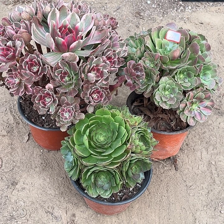 221多肉植物组合，