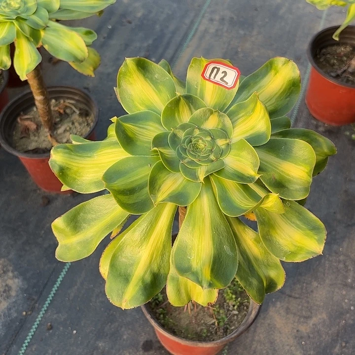 暴君法师多肉植物112