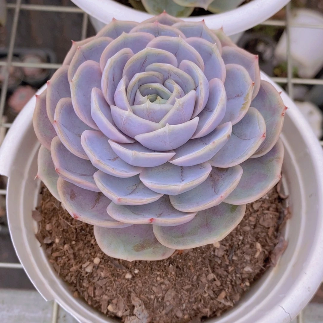 蓝色惊喜大单头老桩