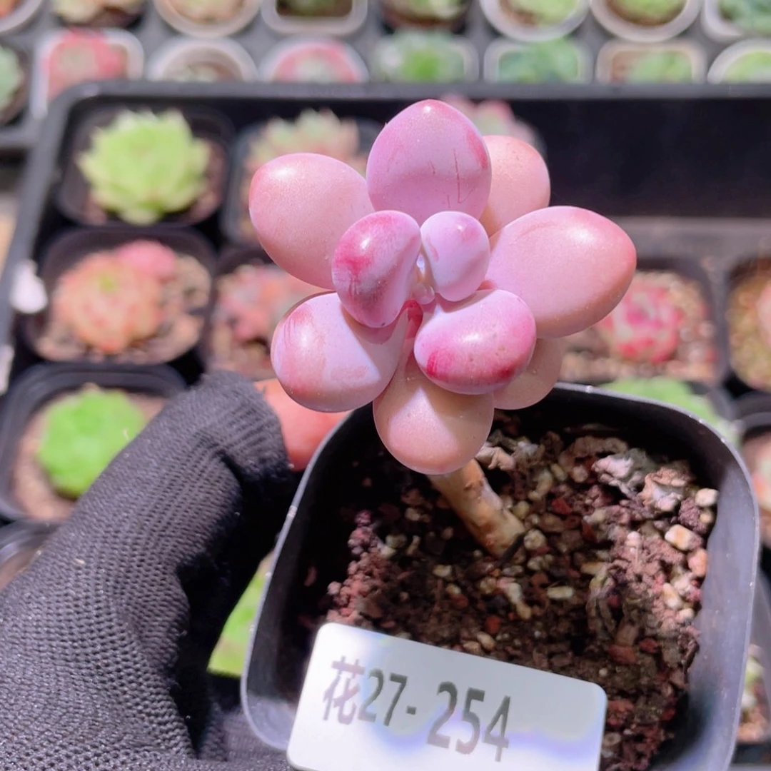 花利美27-254桃蛋