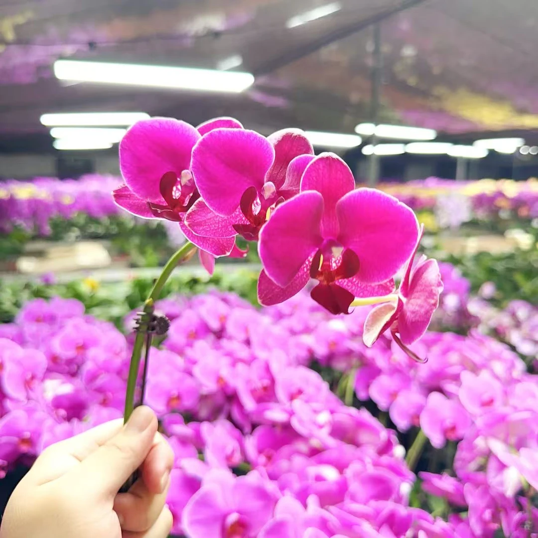 【法国红酒】精品 蝴蝶兰