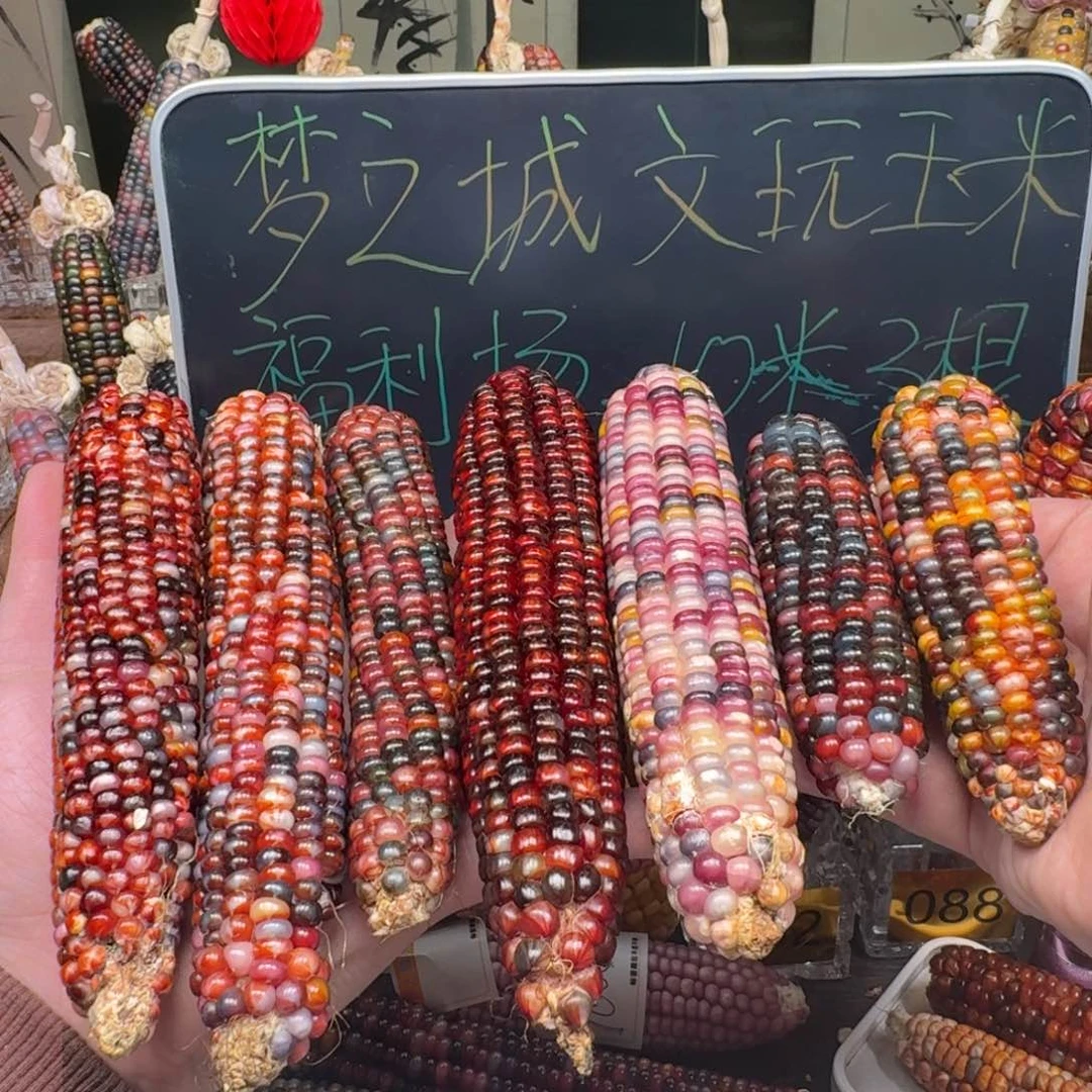 柏香籽/百香籽吊坠康**仔