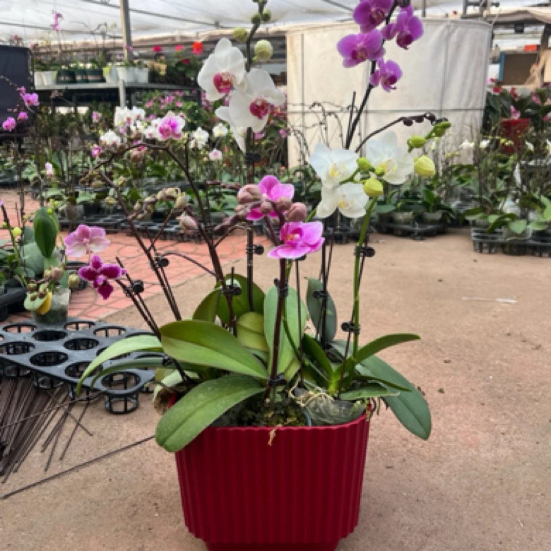 【农掌柜】蝴蝶兰全家福系列 7棵组盆