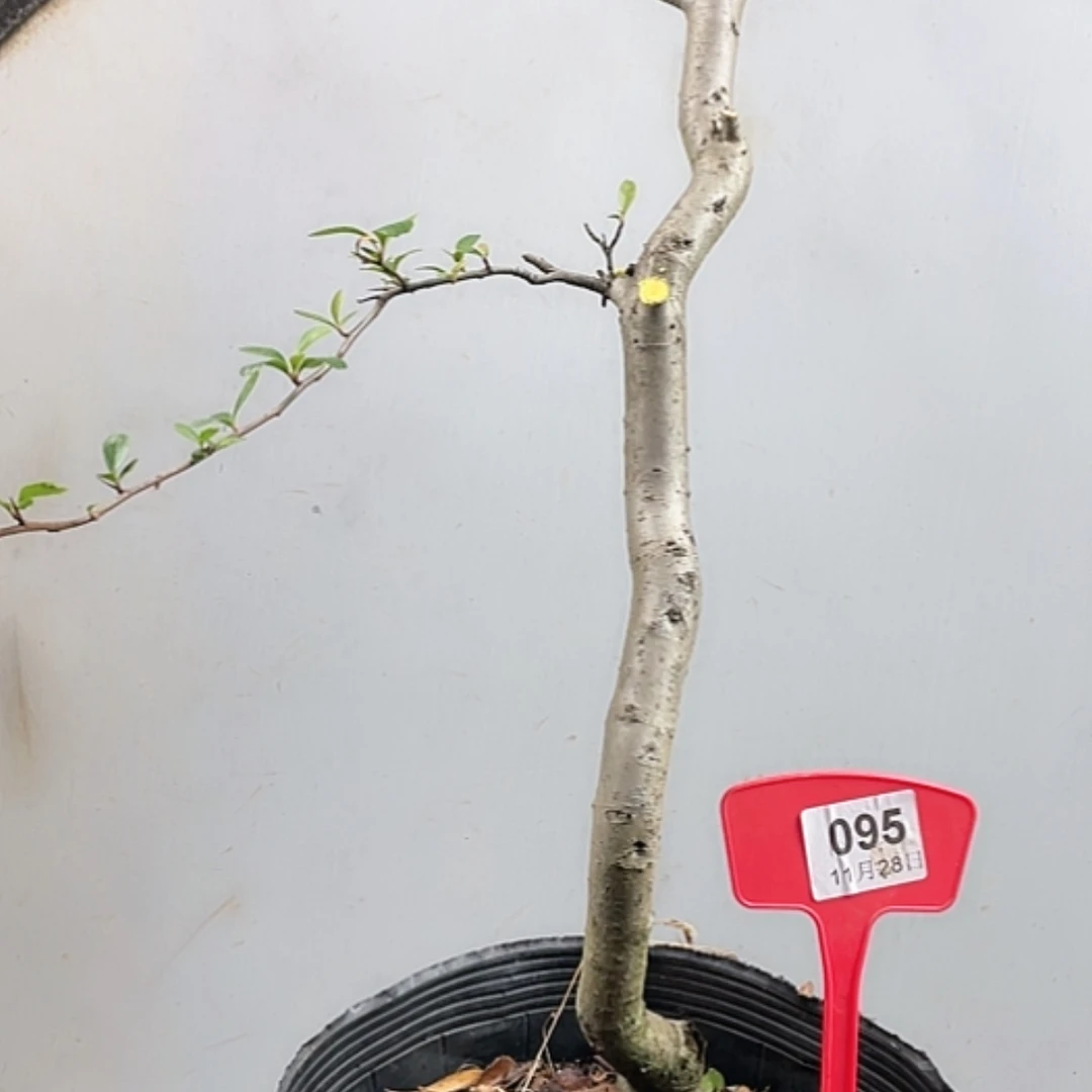 【闪购商品】无花朵高***鹰095