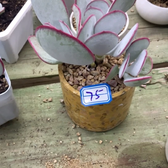 手***9一物一拍白眉75
