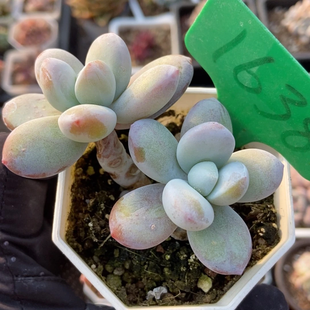 1638雪美人多肉植物保护