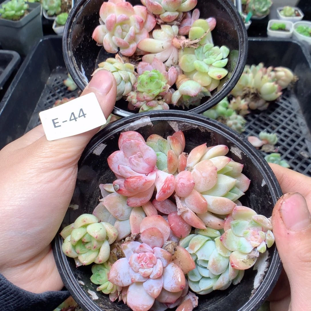 无花朵E44一英语英语英语英语英语英语英语