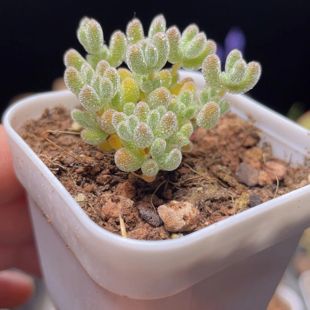 实生冰晶多肉9.9包邮发货