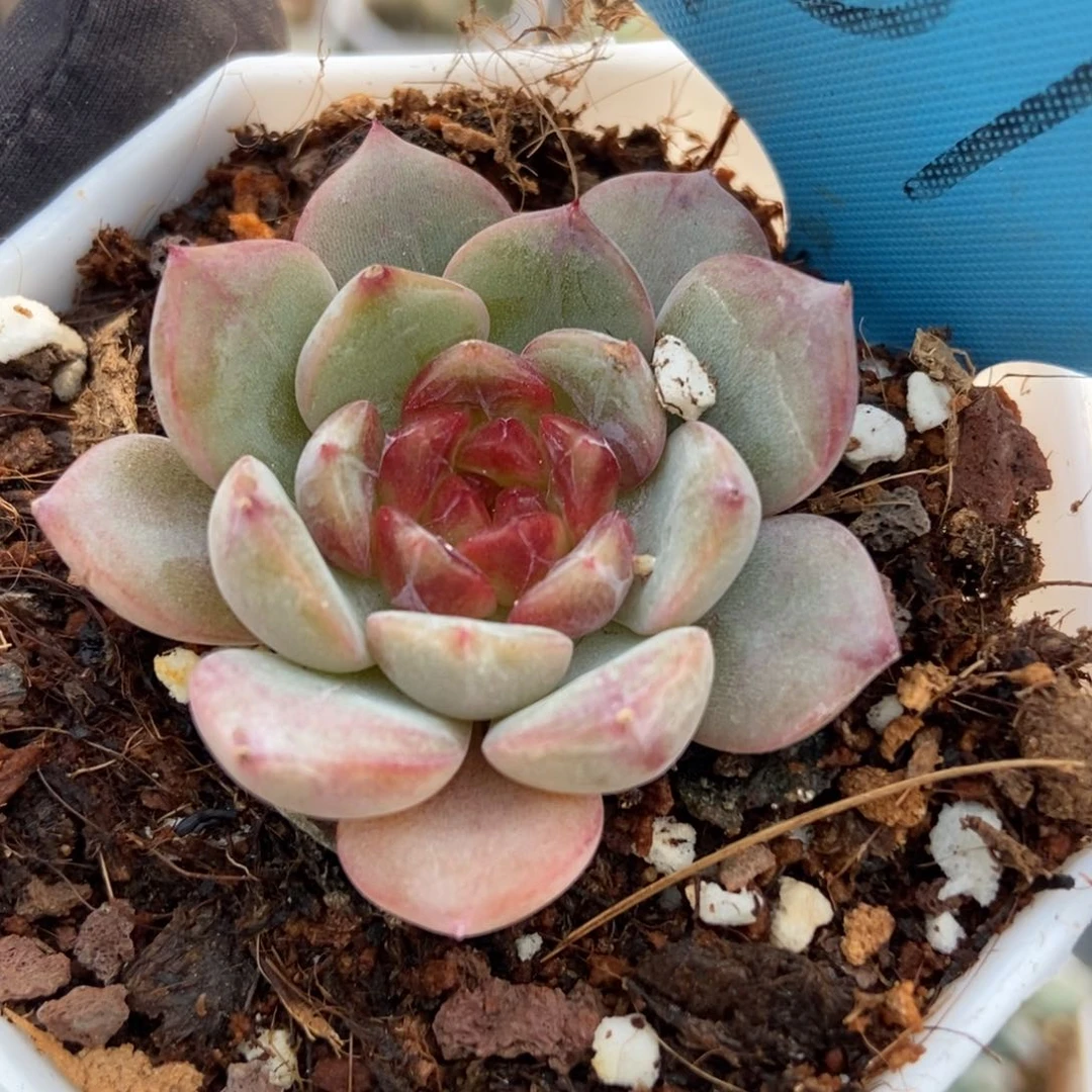 078糖果珍妮多肉植物保护