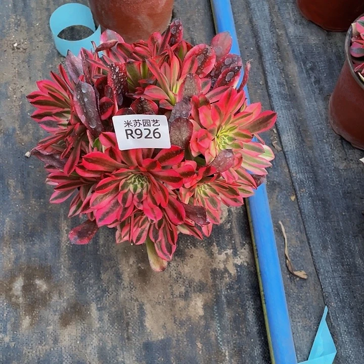 (****皮926多肉植物的生长