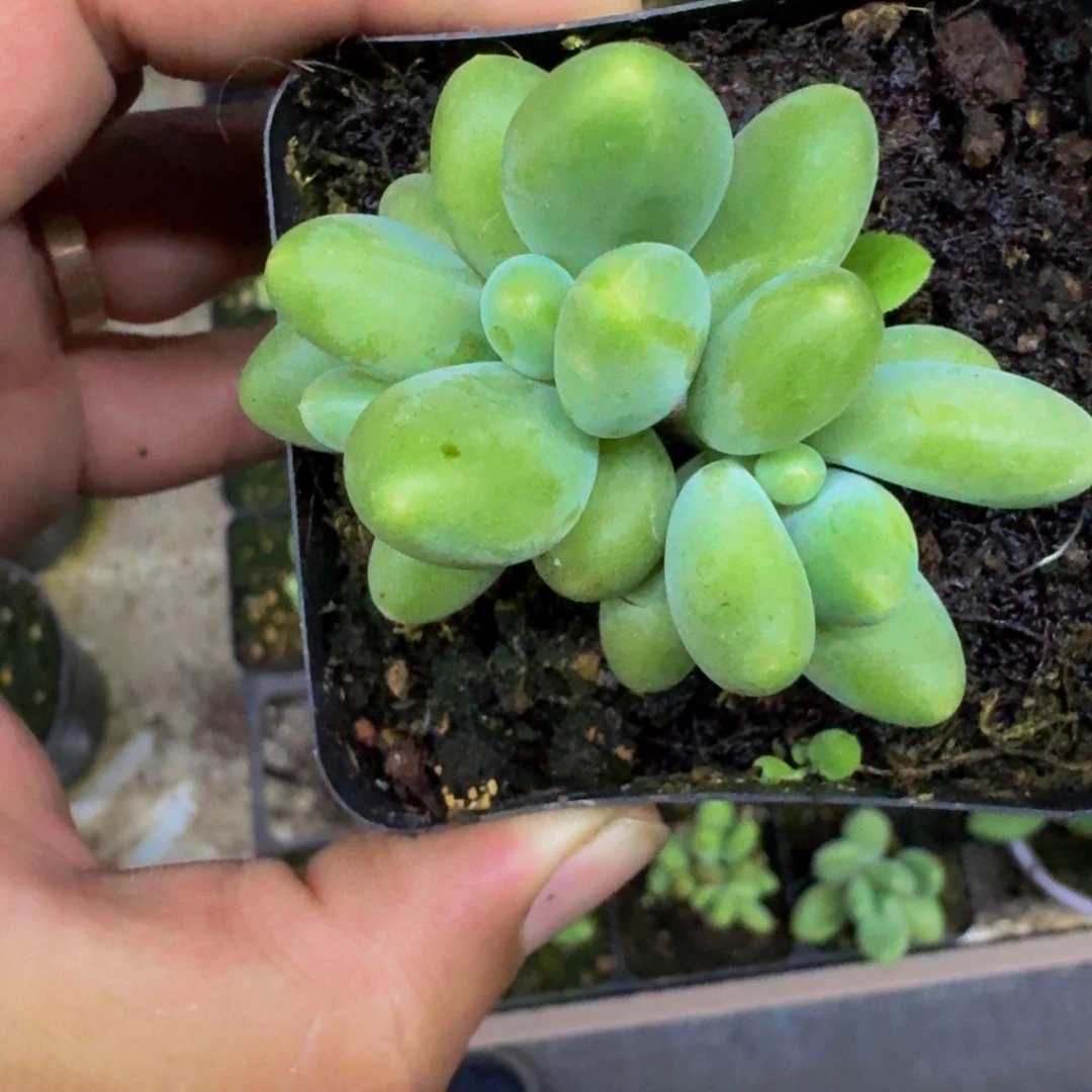 刚果奶 3头 一物一拍