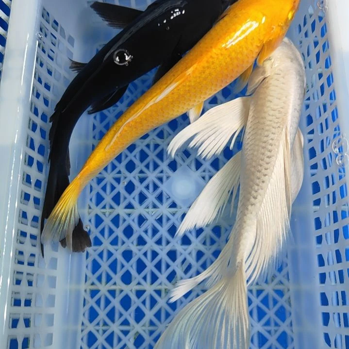 锦鲤黑白黄13-15