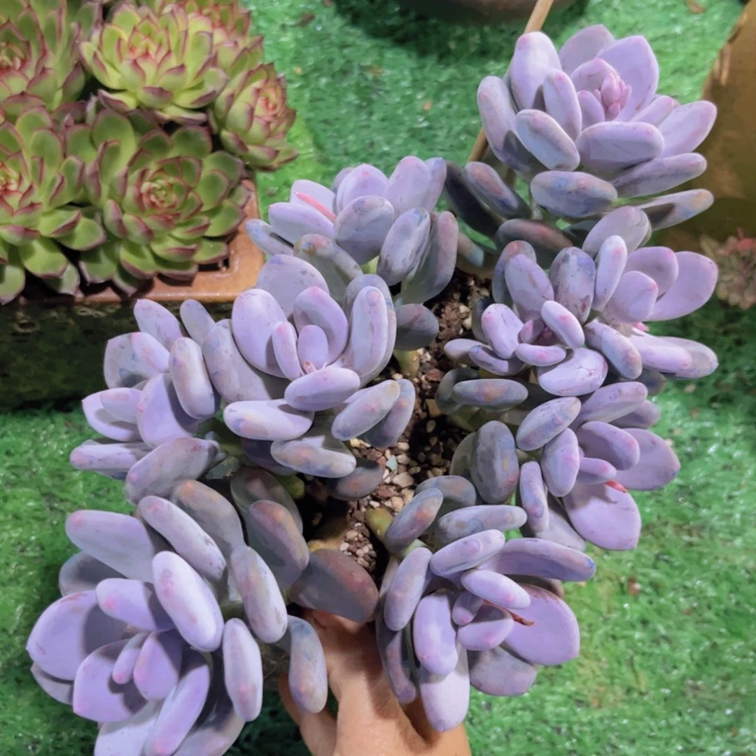 大叶奶04212多肉植物