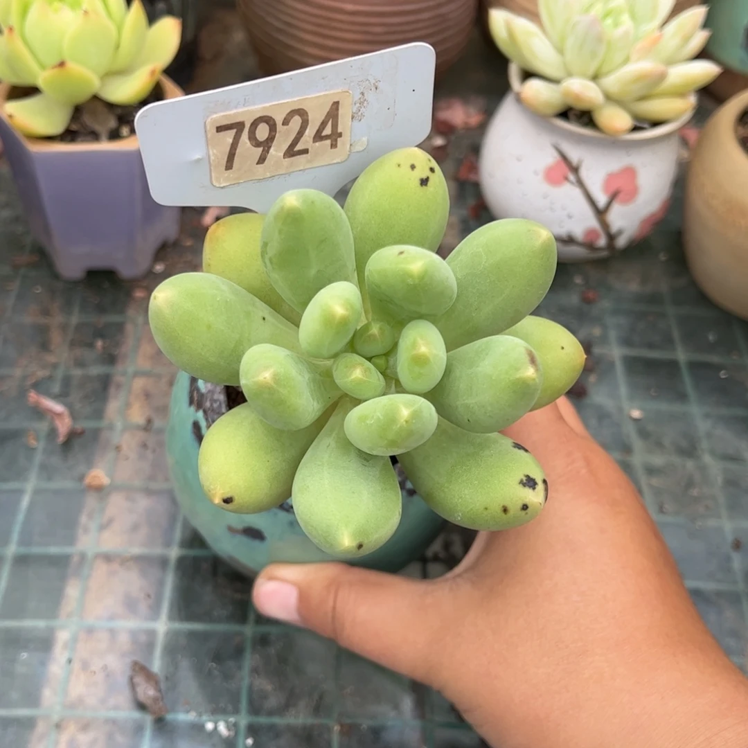 【闪购商品】扶摇果。 7924。1111111111