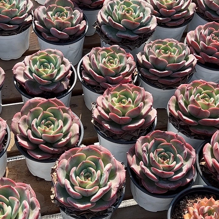 大单头           三文鱼