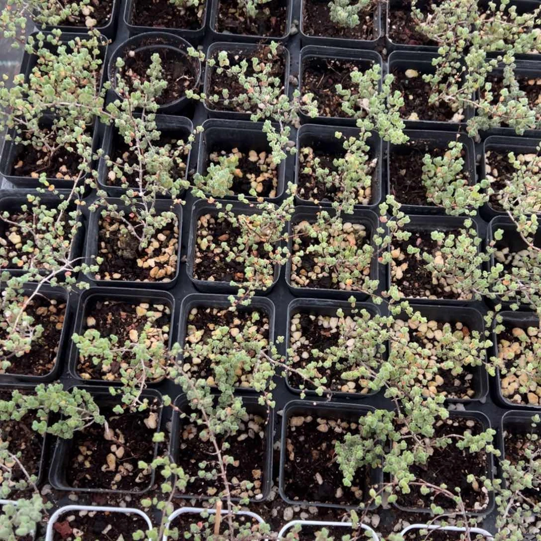 莱斯小老桩55杯精品