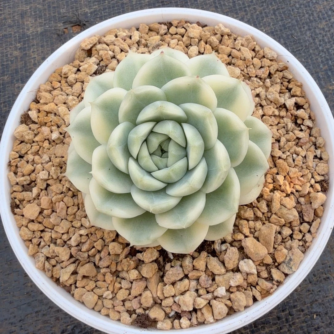 麦秆锦锦上园艺一物一拍
