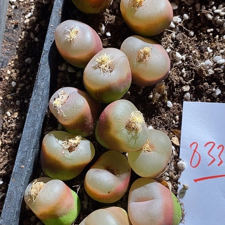 8339。  大颗荔枝窗一组。