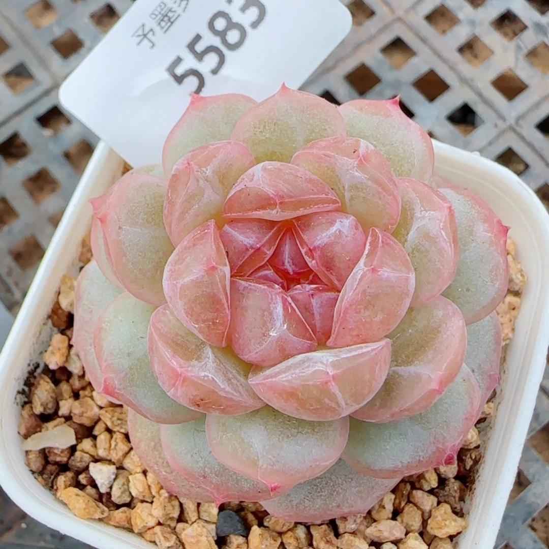 栀子花，5583多肉植物
