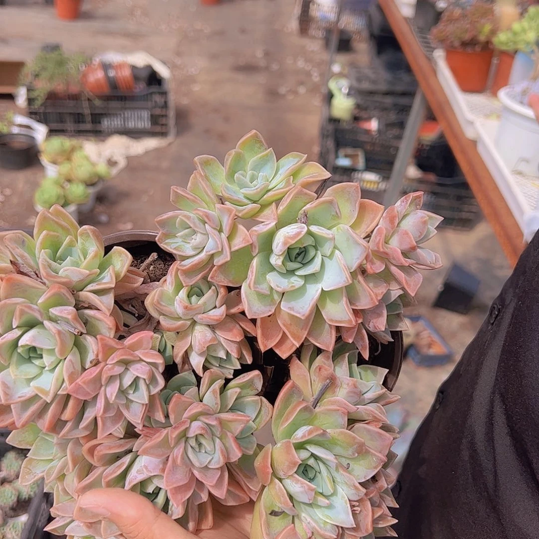 多头群生哈利沃森两盆