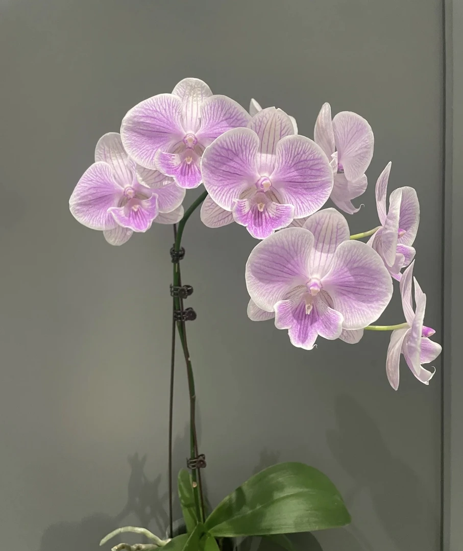 爱丽丝蝴蝶兰3.5寸杯成熟苗不带花室内盆栽植物花期长基地直发