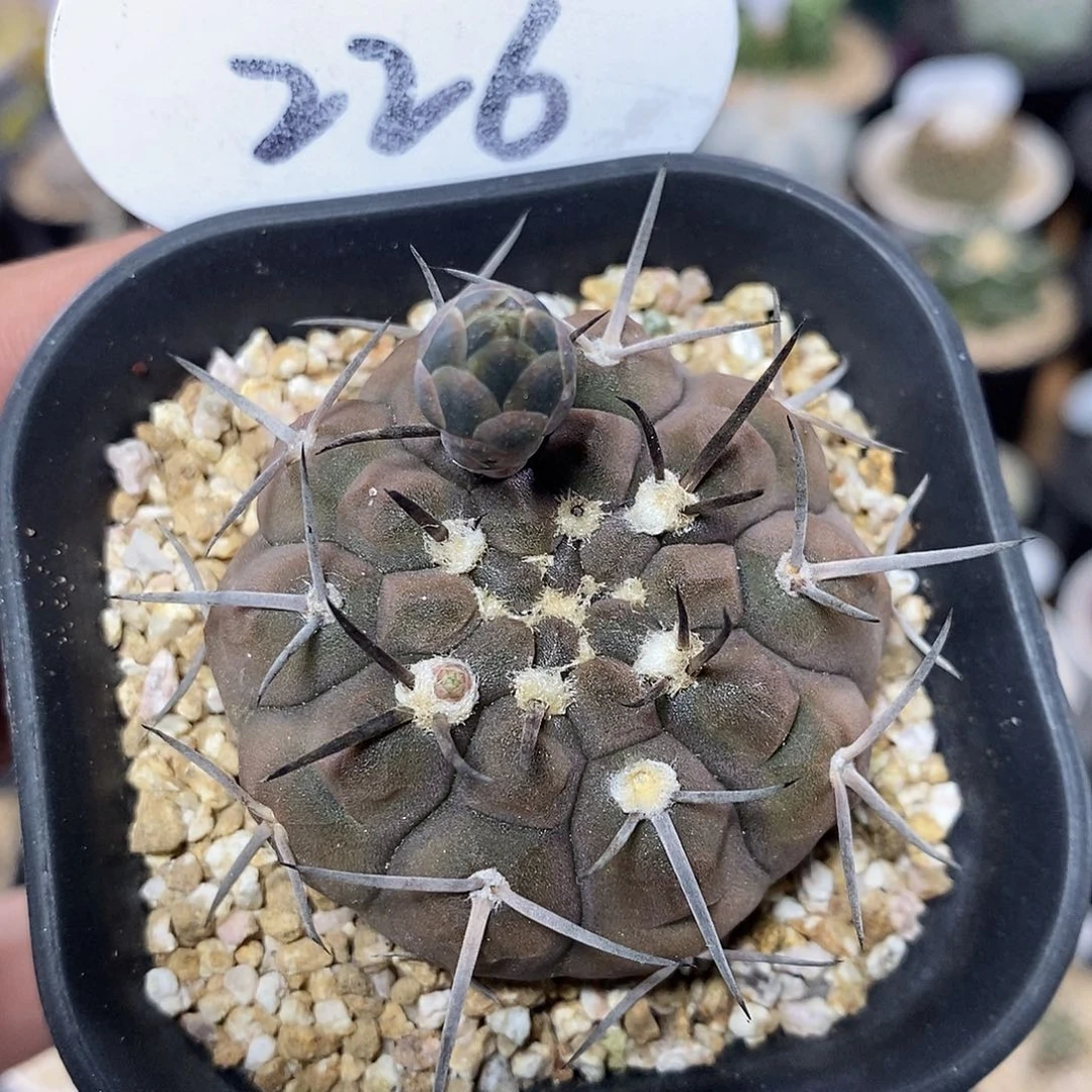 实生武勋丸226号 4.9cm