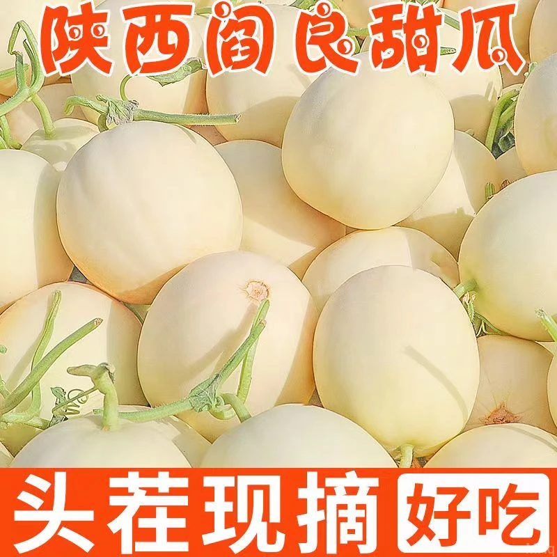 陕西阎良甜瓜爆甜多汁现摘现卖果园新鲜直达当季时令水果脆爽可口
