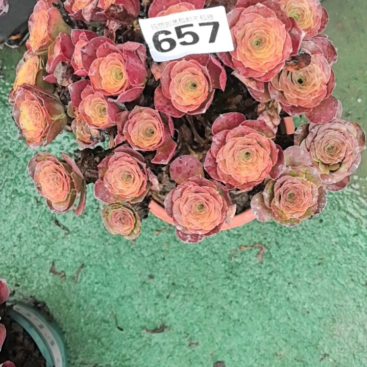 *****657魅金玫瑰花花2-8