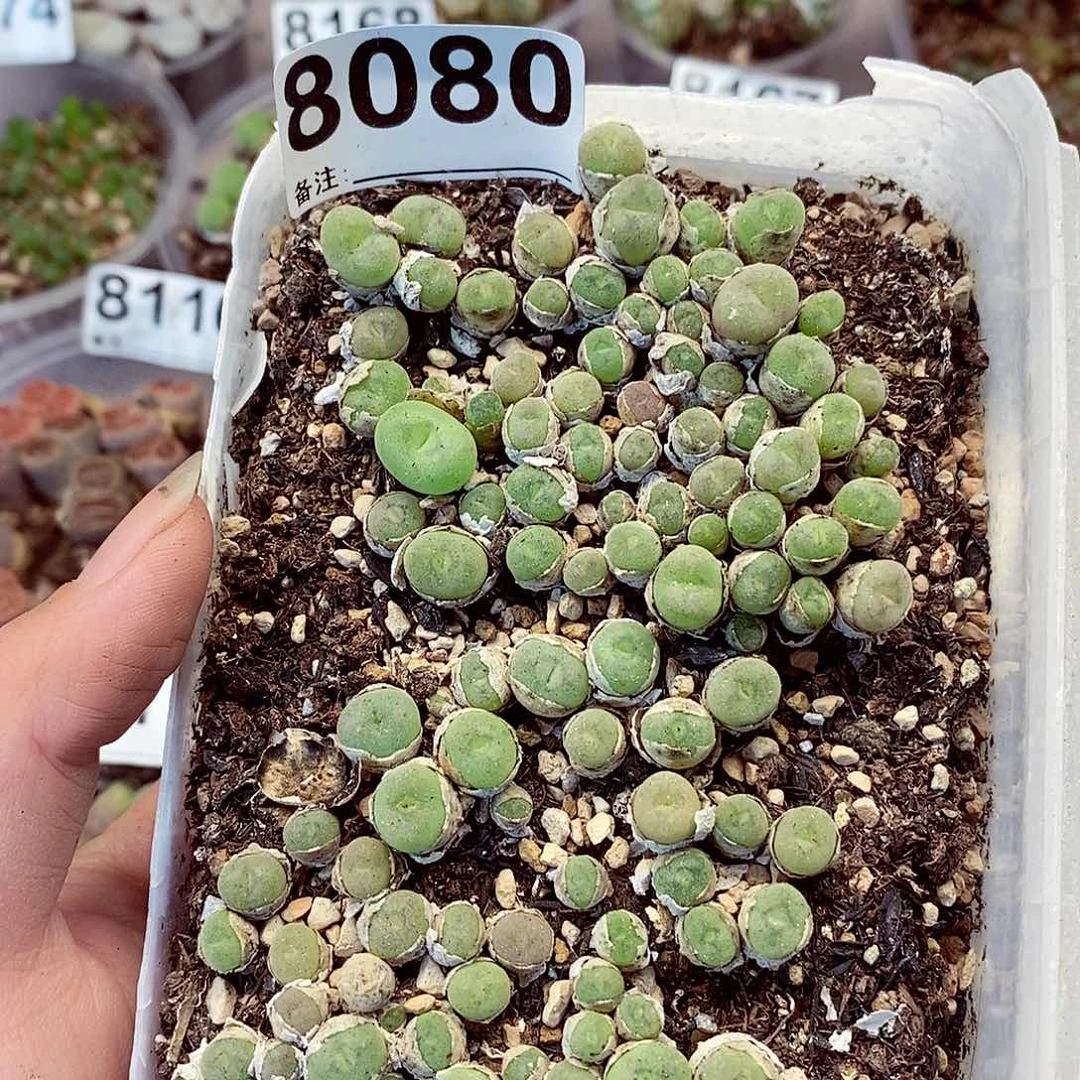 8080龙卡啦啦啦啦啦