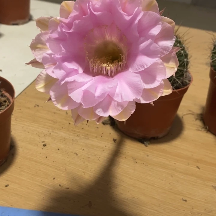 ?***?彩草仙人球系列