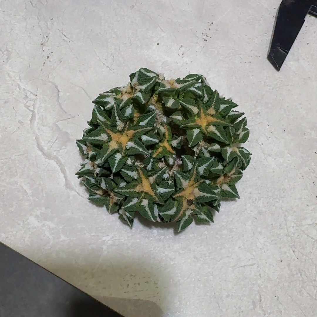春***观精品黑牡丹群生仙人球